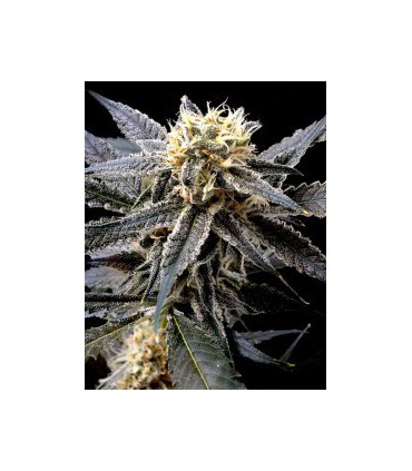 STRAWBERRY BANANA 100% DNA