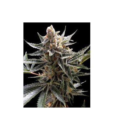 banco de semillas DNA GENETICS TANGIE (6) 100% DNA PRIVADA