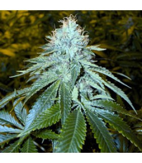 banco de semillas DNA GENETICS THE OG 18 (6) 100% DNA