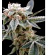 banco de semillas DNA GENETICS WHITE ALIEN (6) 100% DNA GROW YOUR OWN