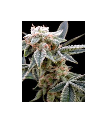 banco de semillas DNA GENETICS WHITE ALIEN (6) 100% DNA GROW YOUR OWN