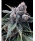 banco de semillas DNA GENETICS WHITE WALKER KUSH (6) 100% DNA GROW YOUR OWN