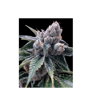 WHITE WALKER KUSH (6) 100% DNA GROW YOUR OWN