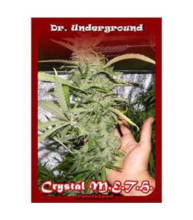 banco de semillas DR. UNDERGROUND CRYSTAL M.E.T.H.