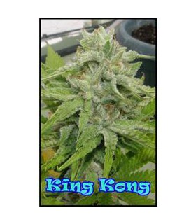 banco de semillas DR. UNDERGROUND KING KONG