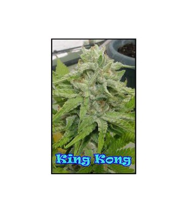 banco de semillas DR. UNDERGROUND KING KONG