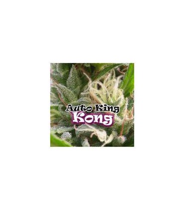 KONG 47 DR. UNDERGROUND