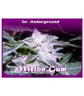 banco de semillas DR. UNDERGROUND MELONG GUM