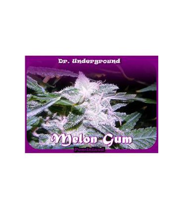 banco de semillas DR. UNDERGROUND MELONG GUM