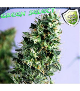 banco de semillas EL JARDIN DE MARIA GREEN SELECT 100% EL JARDIN DE MARIA