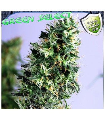 banco de semillas EL JARDIN DE MARIA GREEN SELECT 100% EL JARDIN DE MARIA