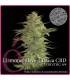 banco de semillas ELITE SEEDS LA RICA CBD 100% CLASICA CBD ELITE SEEDS