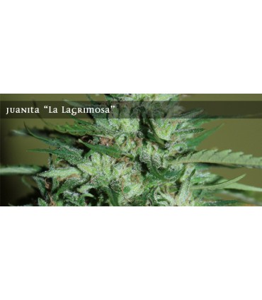 banco de semillas ELITE SEEDS JUANITA "LA LAGRIMOSA"
