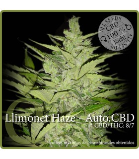 banco de semillas ELITE SEEDS LLIMONET HAZE-AUTO.CBD