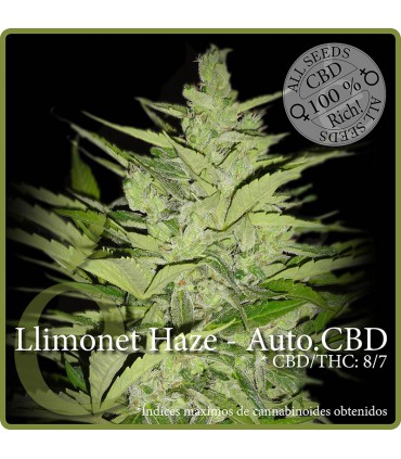 banco de semillas ELITE SEEDS LLIMONET HAZE-AUTO.CBD