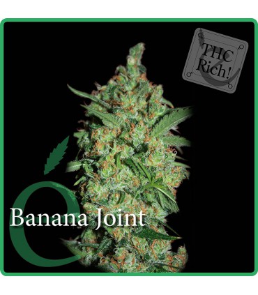 banco de semillas ELITE SEEDS BANANA JOINT