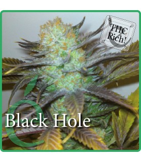banco de semillas ELITE SEEDS BLACK HOLE