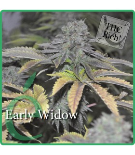 banco de semillas ELITE SEEDS EARLY WIDOW