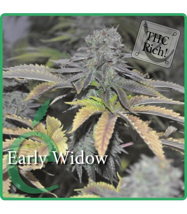 EARLY WIDOW