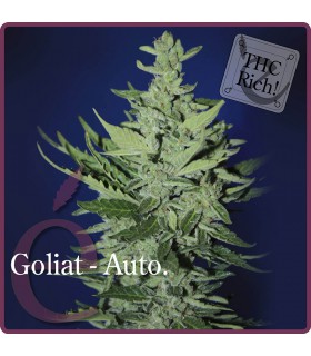 GOLIAT