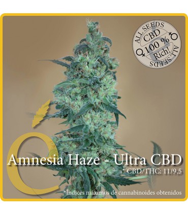 banco de semillas ELITE SEEDS AMNESIA HAZE-ULTRA CBD