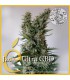 JACK-ULTRA CBD 100% AUTO CBD ELITE SEEDS