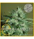 banco de semillas ELITE SEEDS LLIMONET HAZE-ULTRA CBD