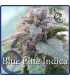 BLUE ELITE INDICA