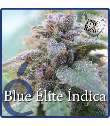 BLUE ELITE INDICA