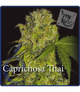 banco de semillas ELITE SEEDS CAPRICHOSA THAI