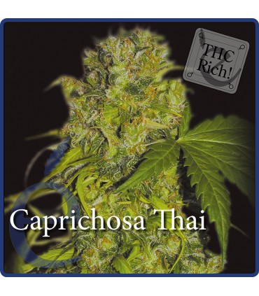 CAPRICHOSA THAI