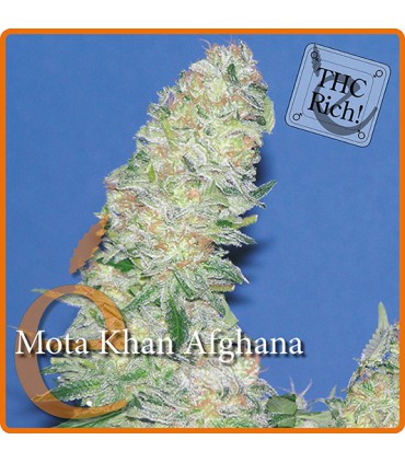MOTA KHAN AFGHANA