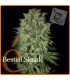 banco de semillas ELITE SEEDS BESTIAL SKUNK