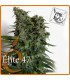 banco de semillas ELITE SEEDS ELITE 47 EXCELENT