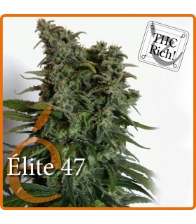 banco de semillas ELITE SEEDS ELITE 47 EXCELENT