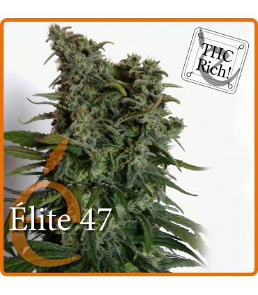 banco de semillas ELITE SEEDS ELITE 47 EXCELENT