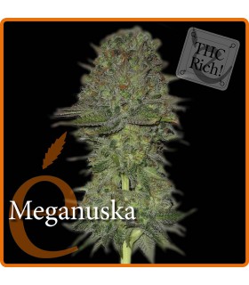 banco de semillas ELITE SEEDS MEGANUSKA X