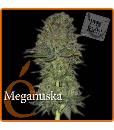 banco de semillas ELITE SEEDS MEGANUSKA X