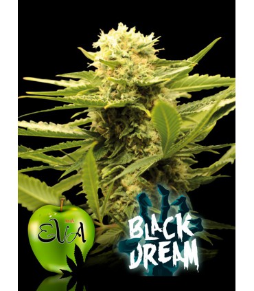 banco de semillas EVA SEEDS BLACK DREAM 100%