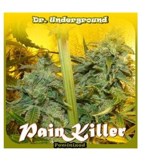 banco de semillas DR. UNDERGROUND PAINKILLER 100 %