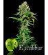 banco de semillas EVA SEEDS EXCALIBUR 100%