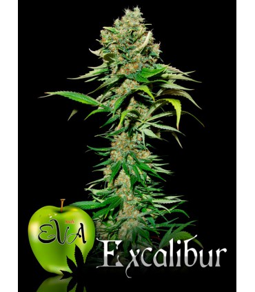 banco de semillas EVA SEEDS EXCALIBUR 100%