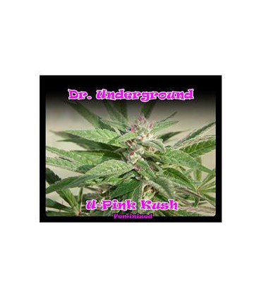 banco de semillas DR. UNDERGROUND PINK KUSH