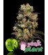 banco de semillas EVA SEEDS PINK PLANT 100%