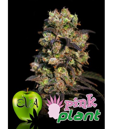 PINK PLANT 100%