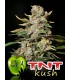 banco de semillas EVA SEEDS TNT KUSH CBD 100%