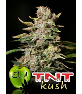 TNT KUSH CBD 100%