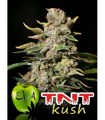 banco de semillas EVA SEEDS TNT KUSH CBD 100%