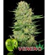 banco de semillas EVA SEEDS VENENO 100%