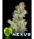 banco de semillas EVA SEEDS NEXUS (9) 100% EVA SEEDS